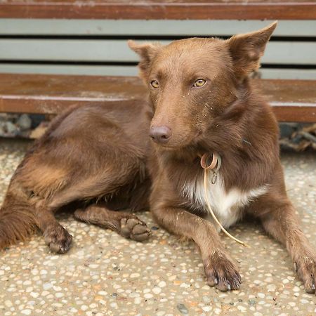 Cairns Homestead Redlynch Pet And Family Friendly Bagian luar foto